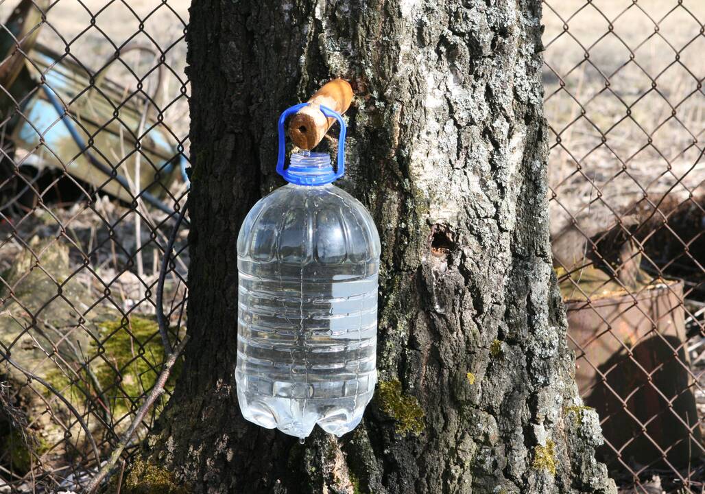 Kaip mėgautis sula negaunant baudos