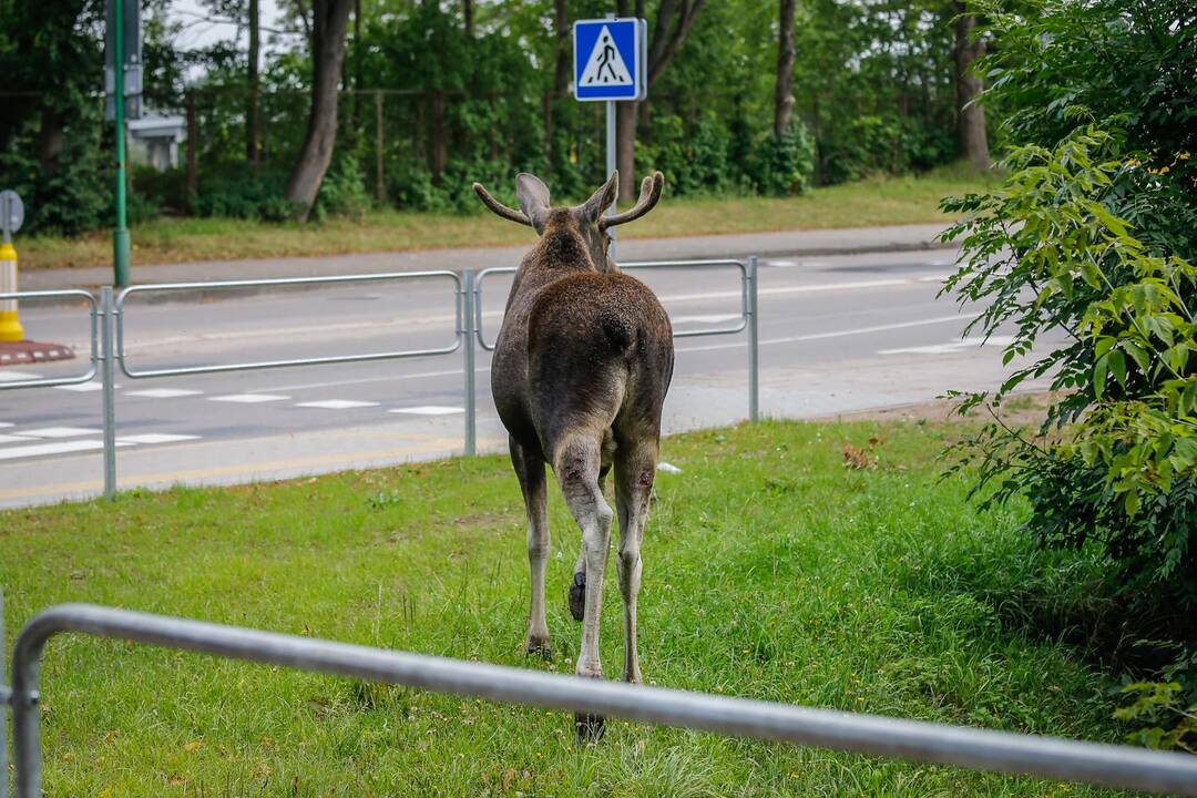 Briedis miesto gatvėmis