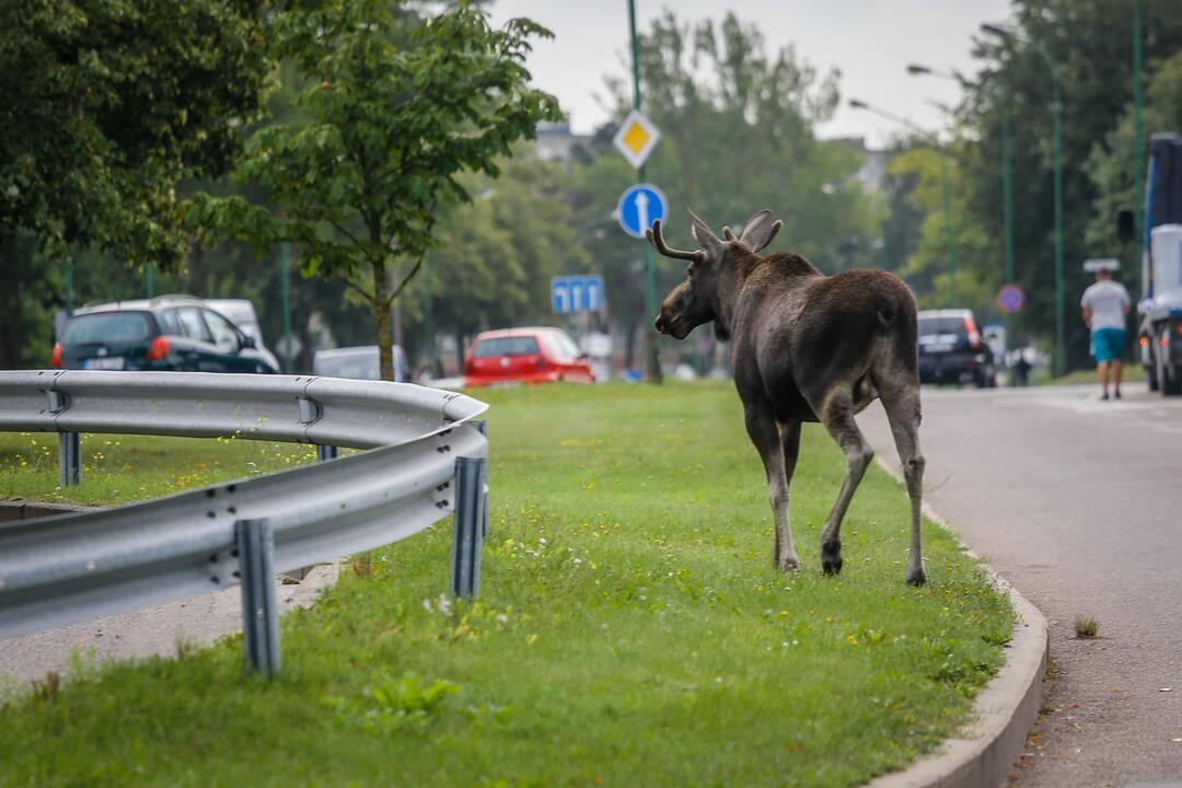 Briedis miesto gatvėmis