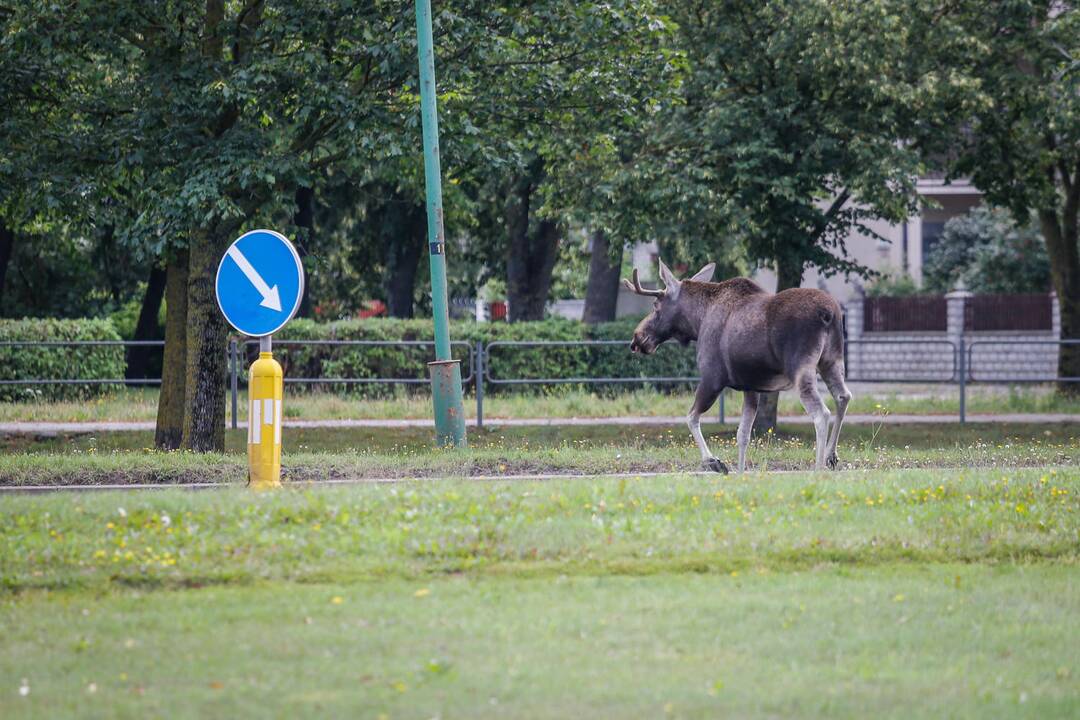 Briedis miesto gatvėmis