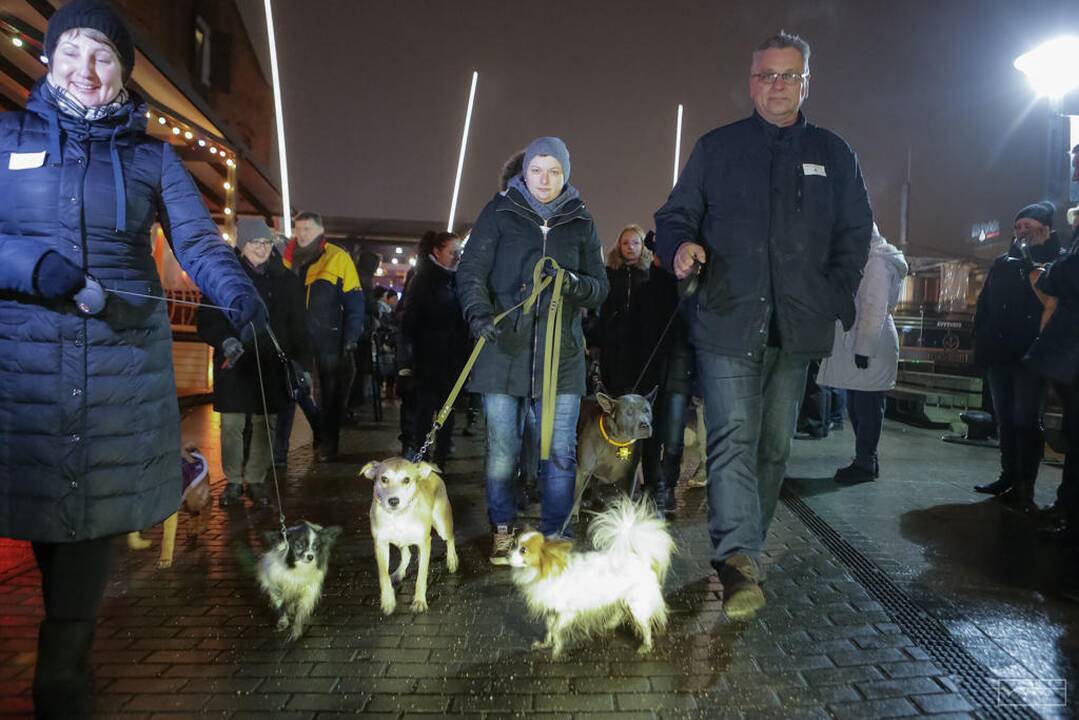 Šviesų projektas "Mama, tėtis aš ir šuo"
