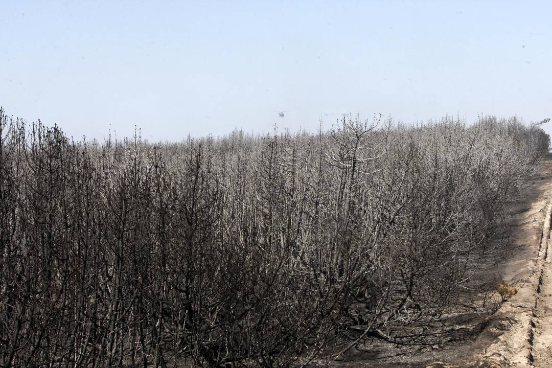 Kuršių nerijos gaisrą sutramdė gausios ugniagesių ir kariškių pajėgos