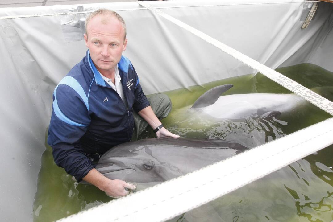 Į Klaipėdą grįžo pirmieji delfinai