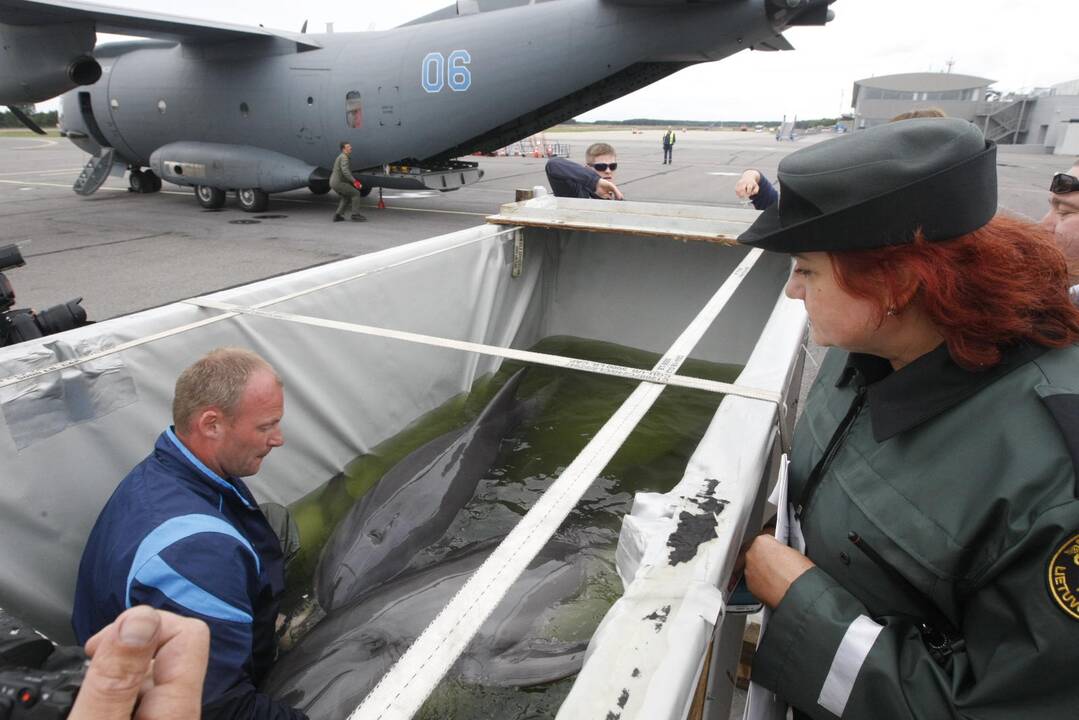 Į Klaipėdą grįžo pirmieji delfinai