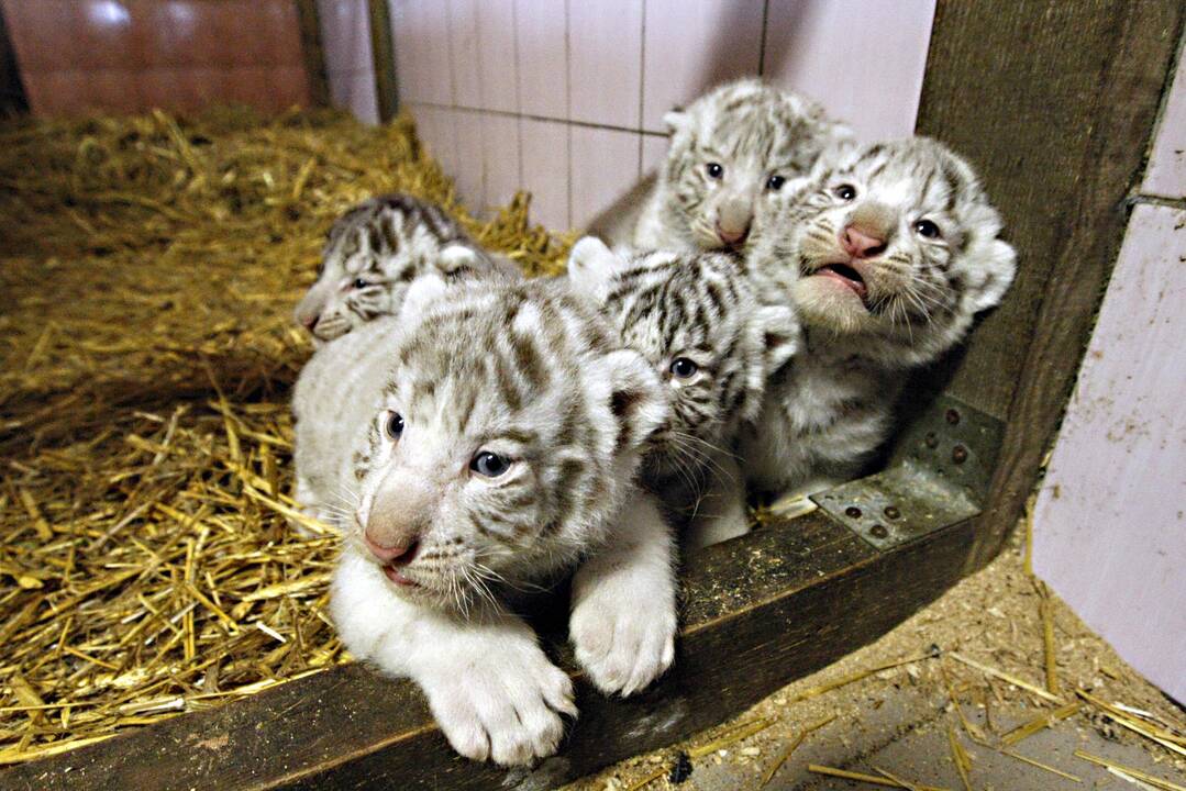 Klaipėdos zoologijos sode gimė baltosios tigriukės