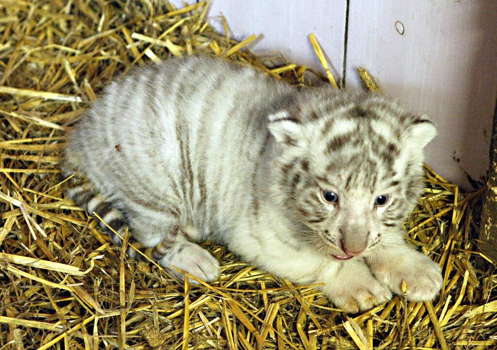 Klaipėdos zoologijos sode gimė baltosios tigriukės