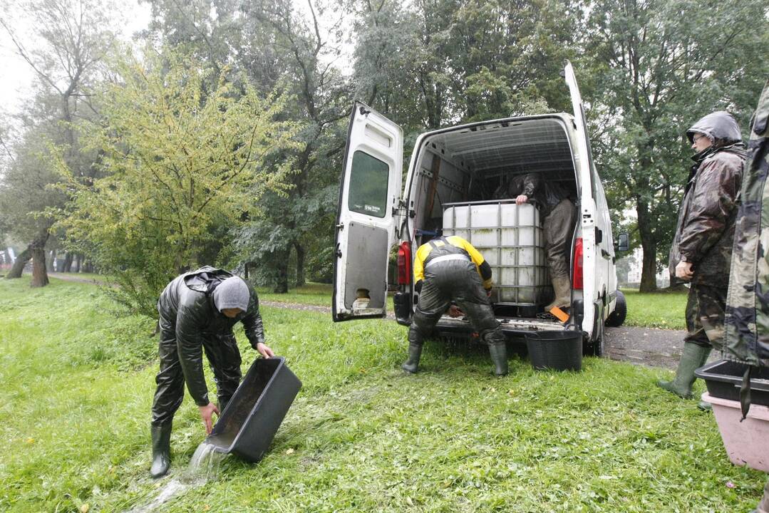 Laukžemių ežero žuvis perkėlė į Trinyčių tvenkinį