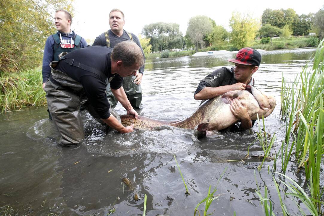 Trinyčiuose apgyvendintas žmogaus dydžio šamas