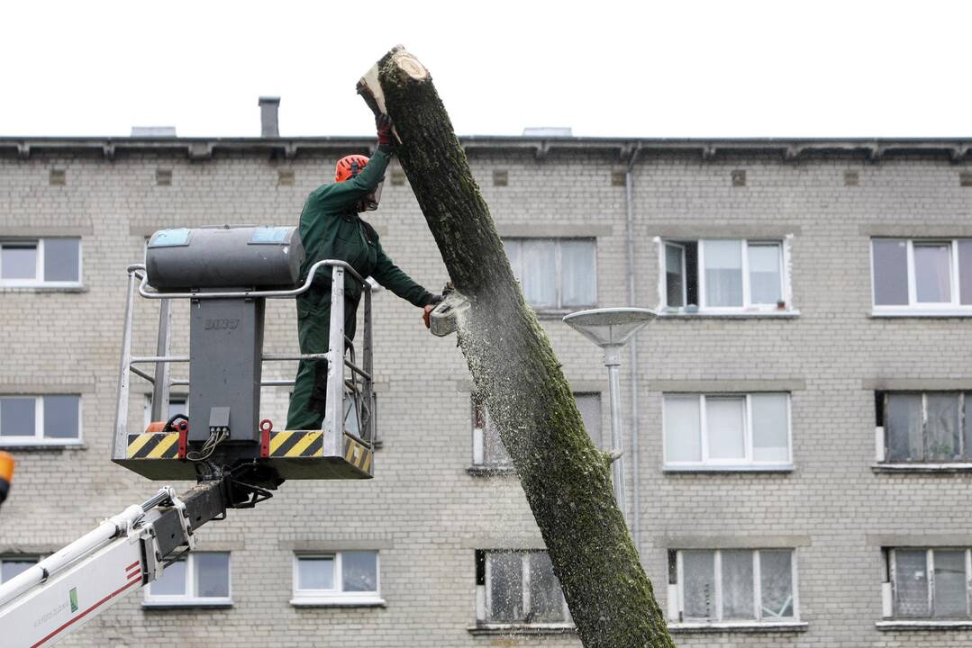 Per plauką nuo nelaimės: virsdamas medis vos nesužalojo klaipėdiečių