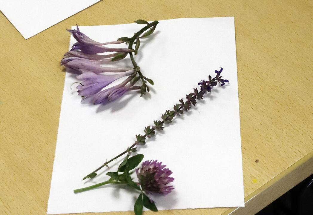 Fotodirbtuvės Garliavoje