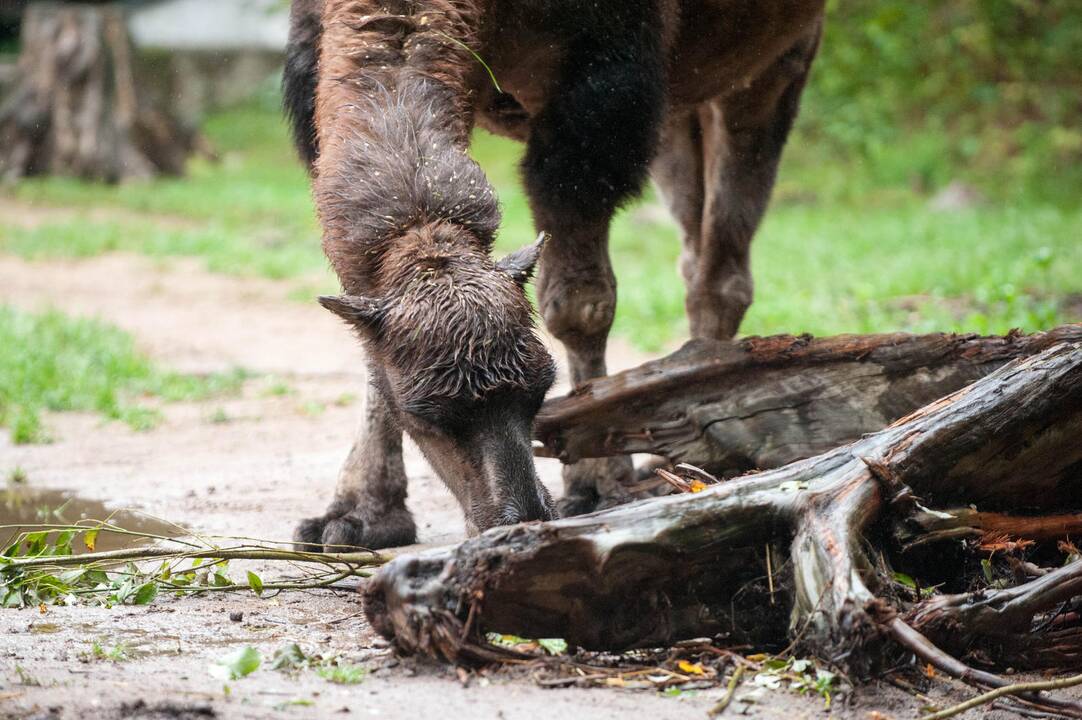 Koncertas zoologijos sode