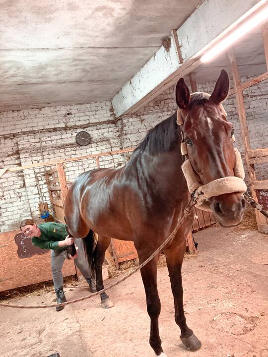 Trijulė:  „Equus Sanus“ šiuo metu vienija tris veterinares – žirgų gydytojas: (iš kairės) G. Vokietytę-Vilieniškę, I. Poškienę ir G. Babarskaitę.