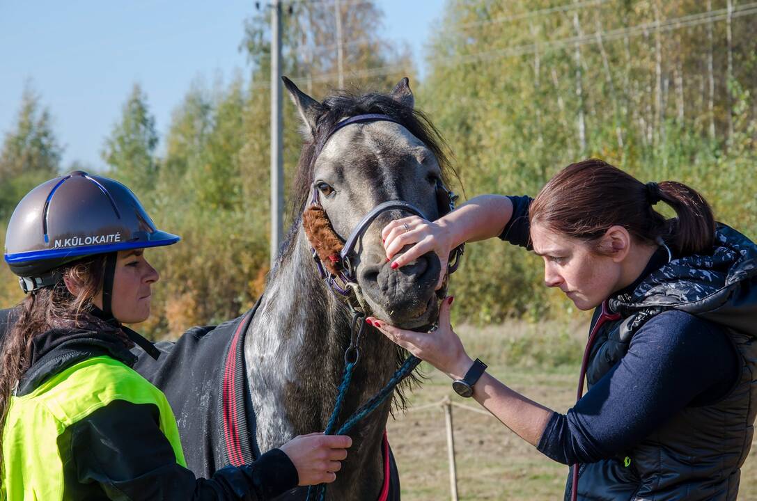Trijulė:  „Equus Sanus“ šiuo metu vienija tris veterinares – žirgų gydytojas: (iš kairės) G. Vokietytę-Vilieniškę, I. Poškienę ir G. Babarskaitę.