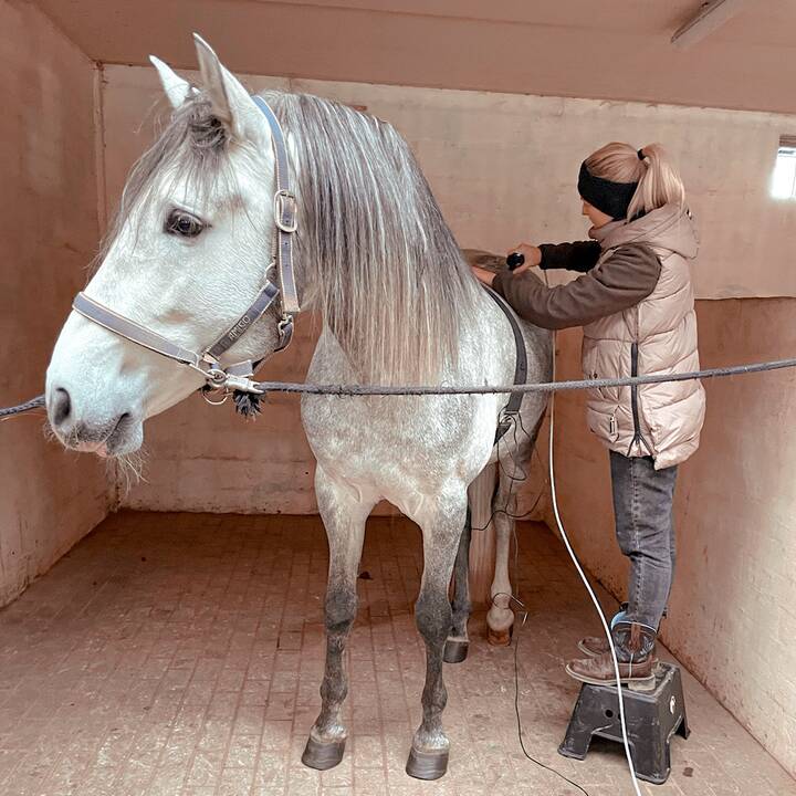 Trijulė:  „Equus Sanus“ šiuo metu vienija tris veterinares – žirgų gydytojas: (iš kairės) G. Vokietytę-Vilieniškę, I. Poškienę ir G. Babarskaitę.