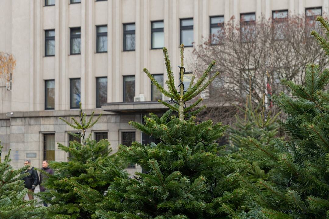 Savivaldybės prieigas papuošė eglutės