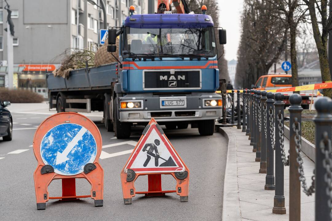 Laisvės alėjoje sodinamos liepos