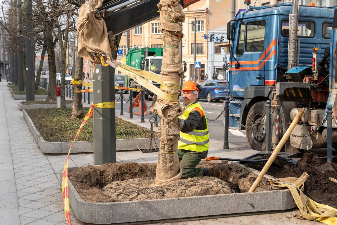 Laisvės alėjoje sodinamos liepos