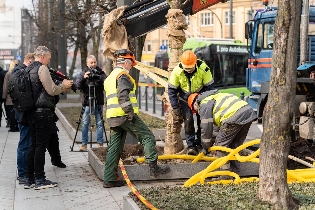 Laisvės alėjoje sodinamos liepos