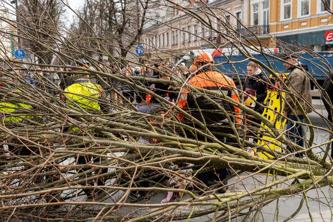 Laisvės alėjoje ant darbininko nuvirto liepa