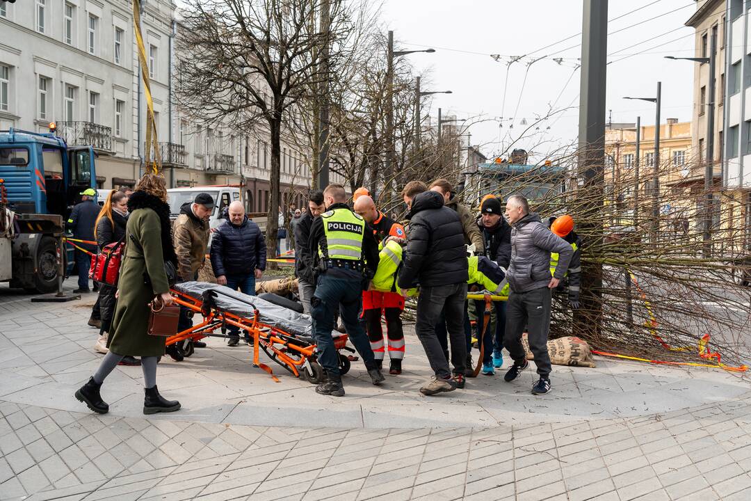 Laisvės alėjoje ant darbininko nuvirto liepa