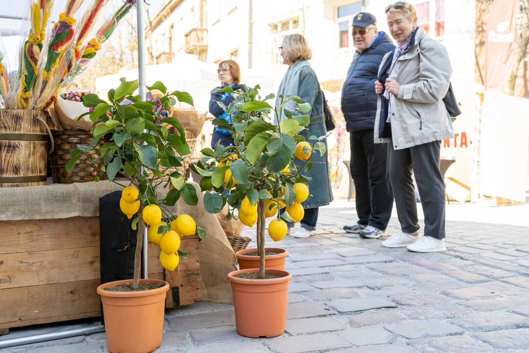 Kaune vyksta mugė „Pavasaris 2023“