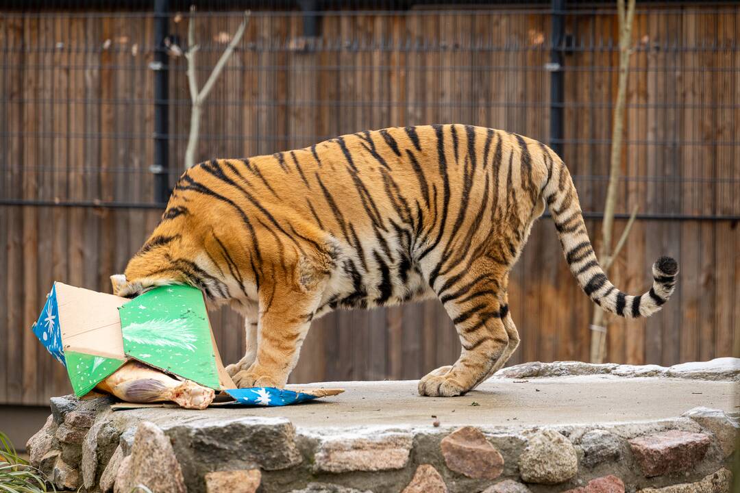 Kalėdos Lietuvos zoologijos sode