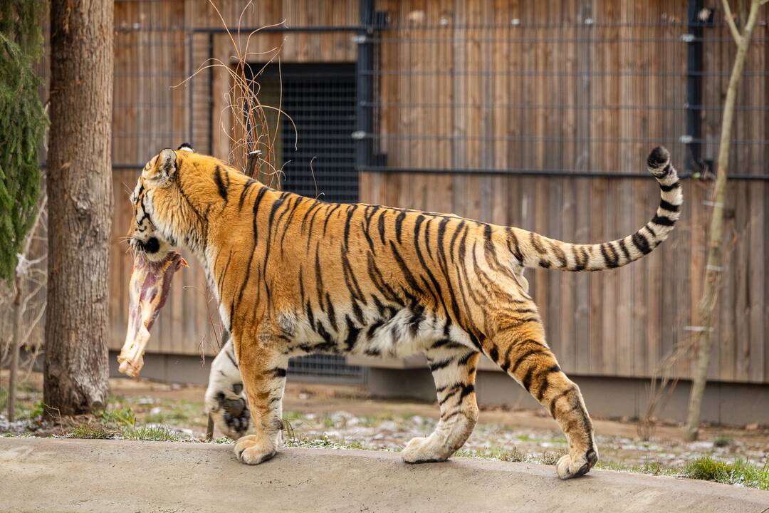 Kalėdos Lietuvos zoologijos sode