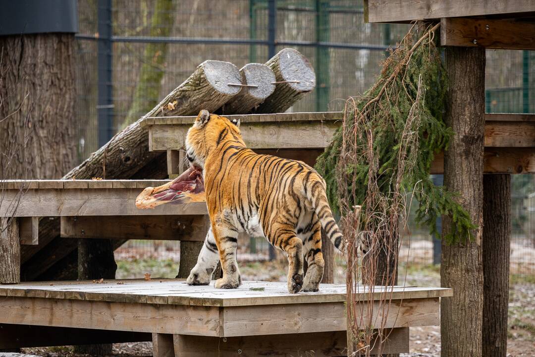 Kalėdos Lietuvos zoologijos sode