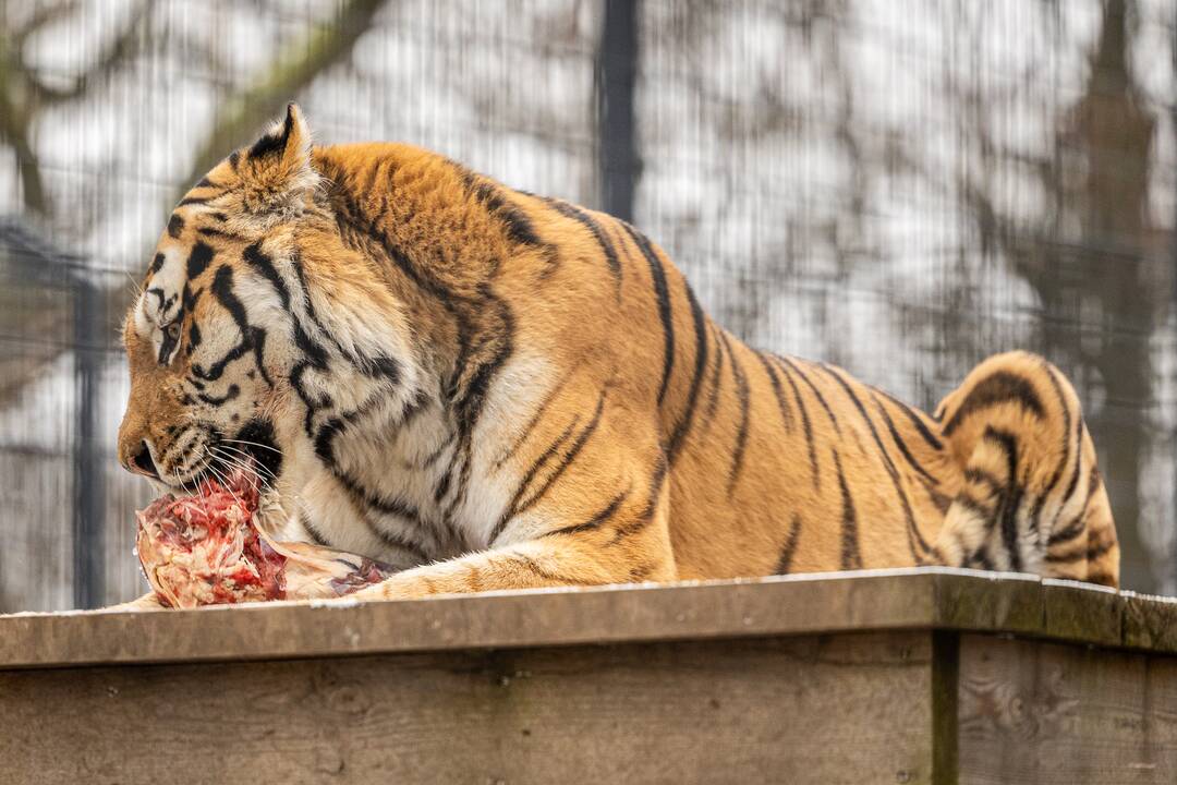 Kalėdos Lietuvos zoologijos sode