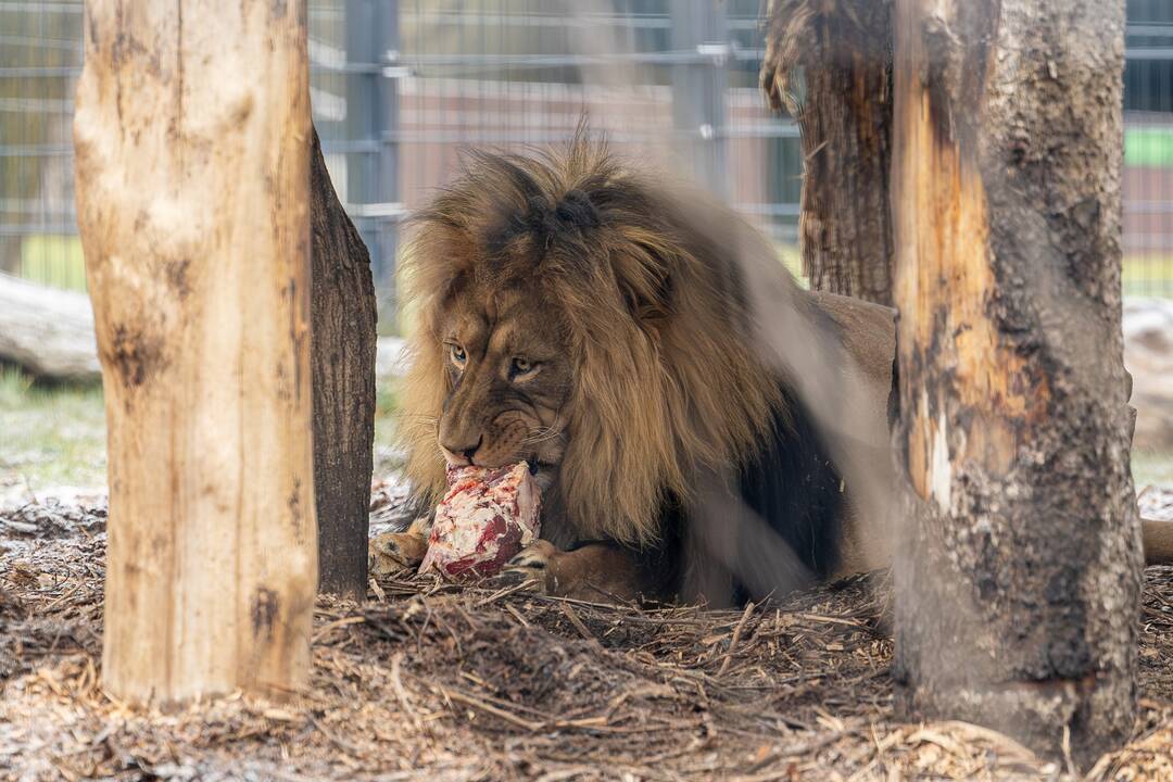 Kalėdos Lietuvos zoologijos sode