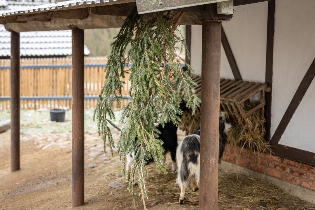 Kalėdos Lietuvos zoologijos sode