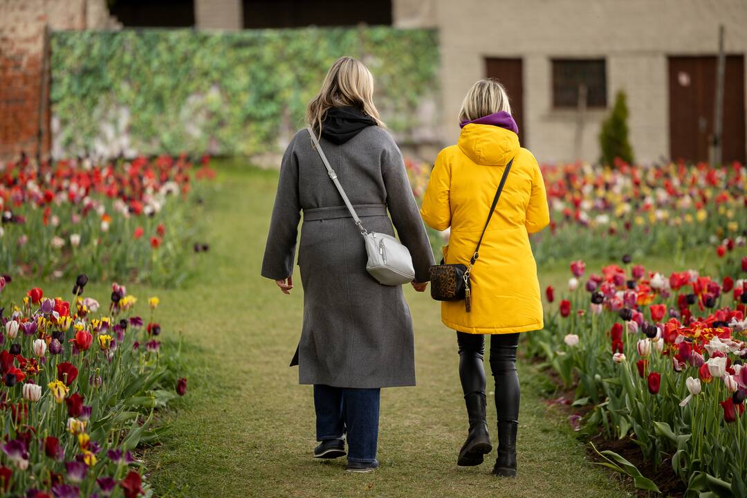 Botaninės naktys - FINALINĖ festivalio diena