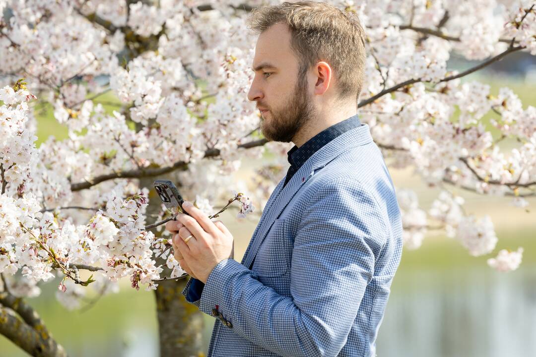 Nemuno saloje žydinčios sakuros traukia praeivius