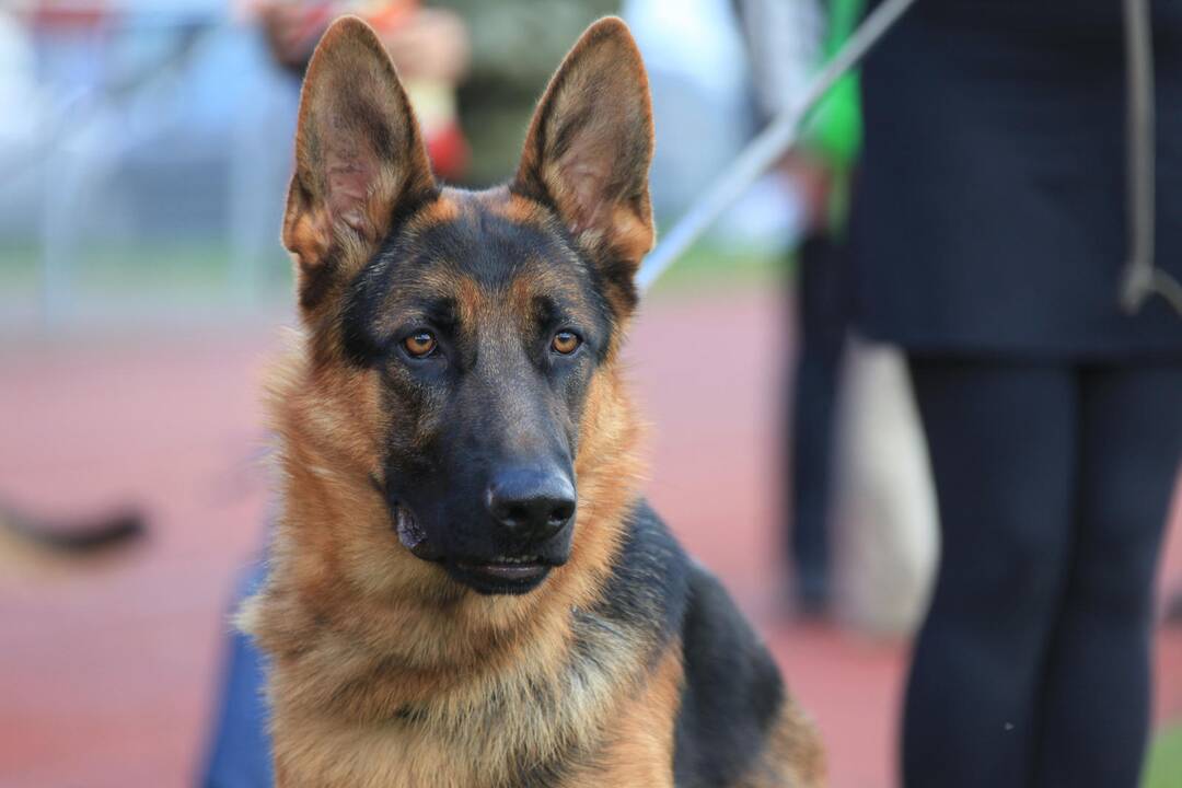 Ką daryti, jei loja namuose paliktas kaimynų šuo?