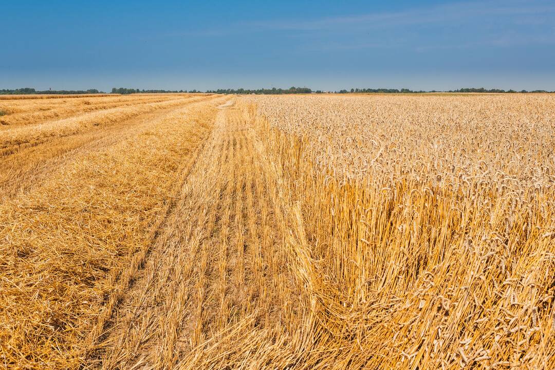 Rusija rugių pasėlių plotus sumažino iki istorinio minimumo