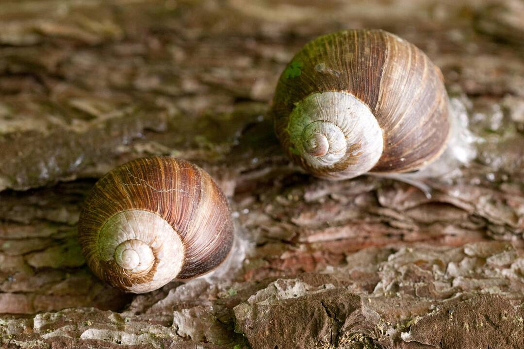 Sraigių rinkėjai jau pradėjo sezoną