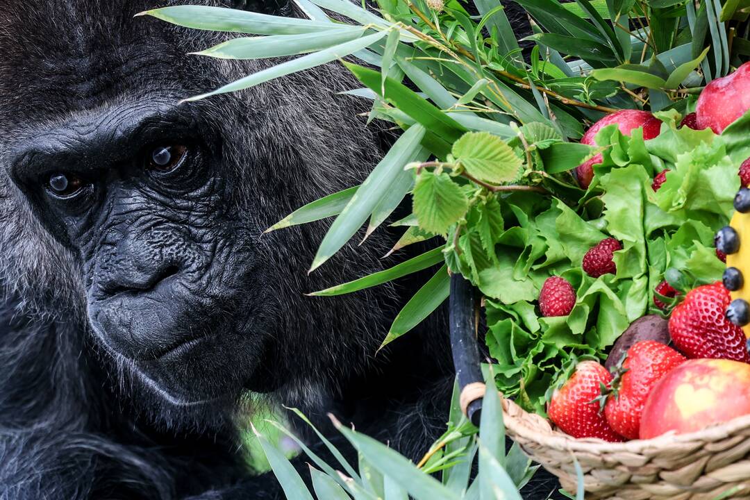 Sukaktis: nors tiksli Berlyno zoologijos sode gyvenančios gorilos patelės Fatou gimimo data nežinoma, manoma, kad jai galėtų būti arti 70 metų.