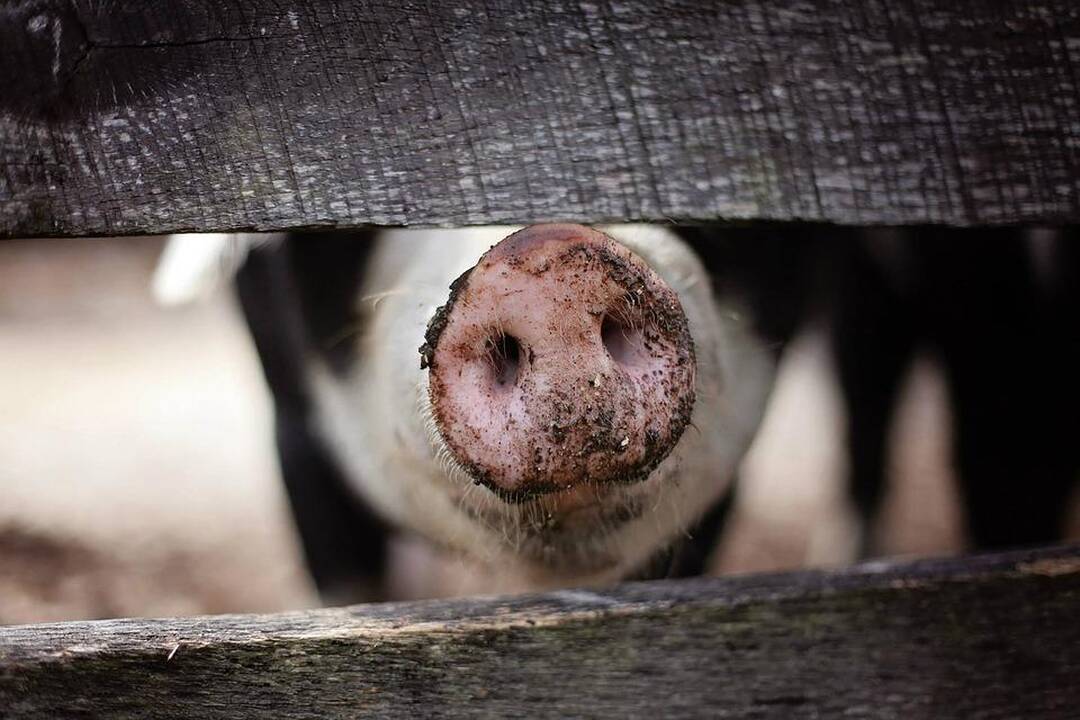 Afrikinis kiaulių maras toliau plinta Europoje