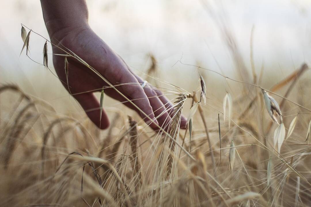 EK skyrė dar 100 mln. eurų penkių šalių ūkininkų nuostoliams dėl importo iš Ukrainos padengti