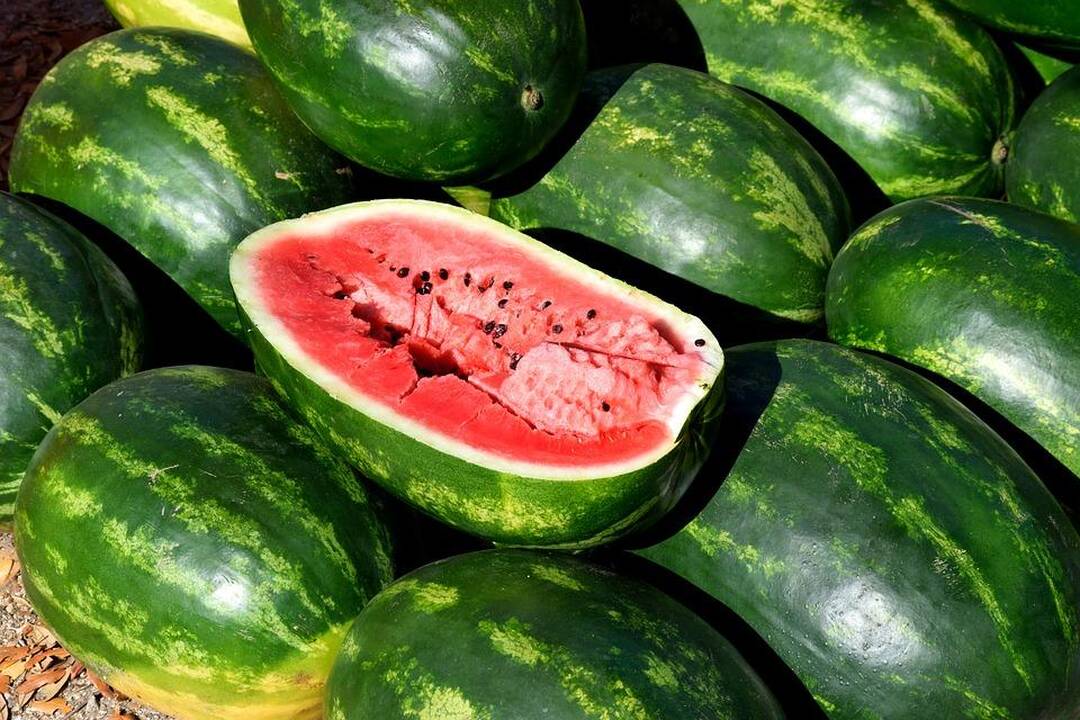 Lietuviai pasiilgo arbūzų – pirmuosius perka tonomis