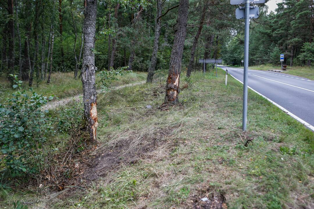 Įtariama: pernai vasarą Pervalkos pėsčiųjų perėjoje neringiškis, partrenkęs merginą, sustojo tik taranavęs du pakelės medžius, bet taip ir nepalikęs stabdymo kelio žymių ant plento.