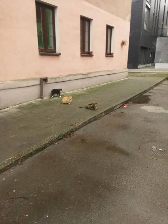 Netvarka: ant gatvės padėtas savadarbis kačių namas trukdo eismui.