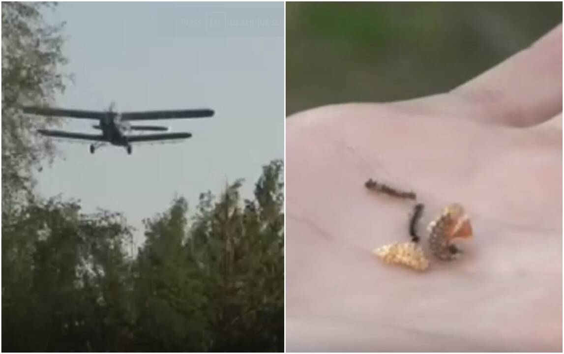Šalies miškuose nuo praėjusios savaitės naikinami spygliuočių miškų kenkėjai