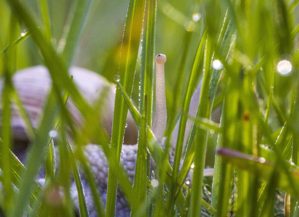 Pašaukimas: "Kai mane kas nors pavadina fotomenininku, visada pataisau, kad esu fotožurnalistas iki kaulų smegenų", – sako P.Lileikis.