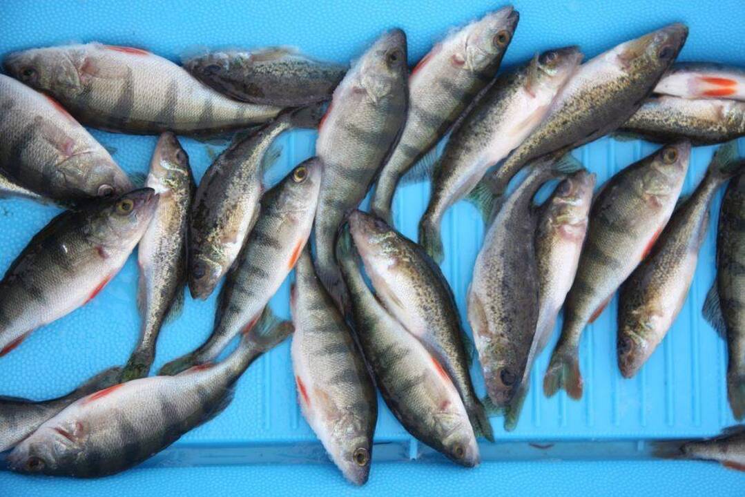 Asociatyvi nuotr.