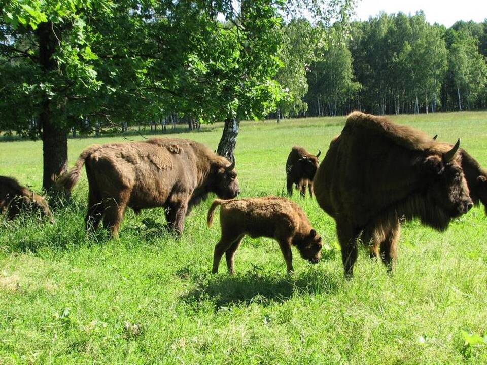 Patvirtintas Stumbro apsaugos planas