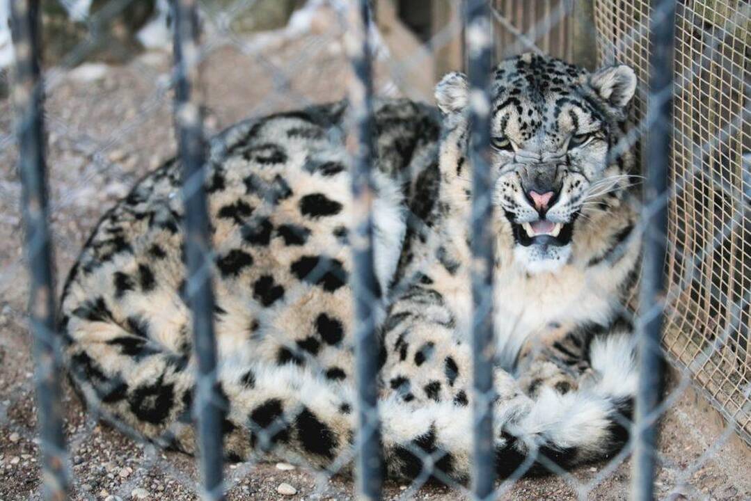 Ruošiantis Zoologijos sodo rekonstrukcijos projektų keitimui – netikėti sprendimai