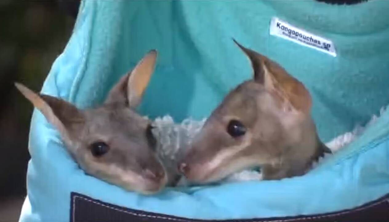 Australai mokosi suteikti pirmąją pagalbą gyvūnams