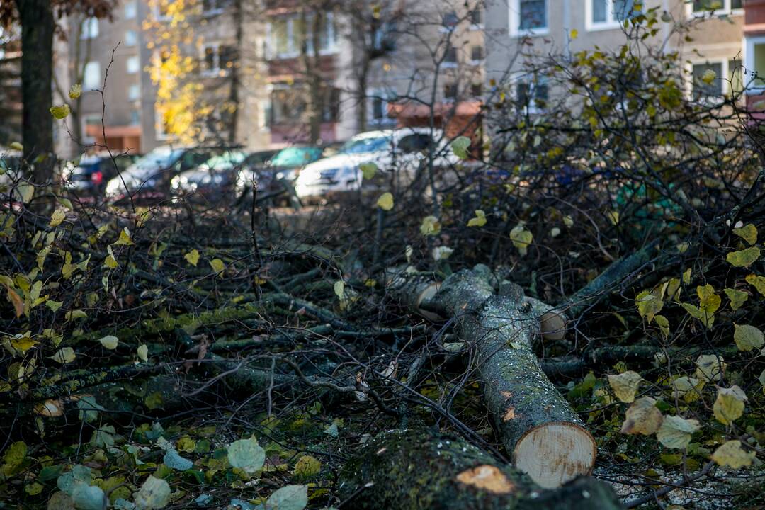 Neliko: išpjauta vienuolika beržų ir liepų, o bauda už tai gali siekti 4–5 tūkst. eurų.
