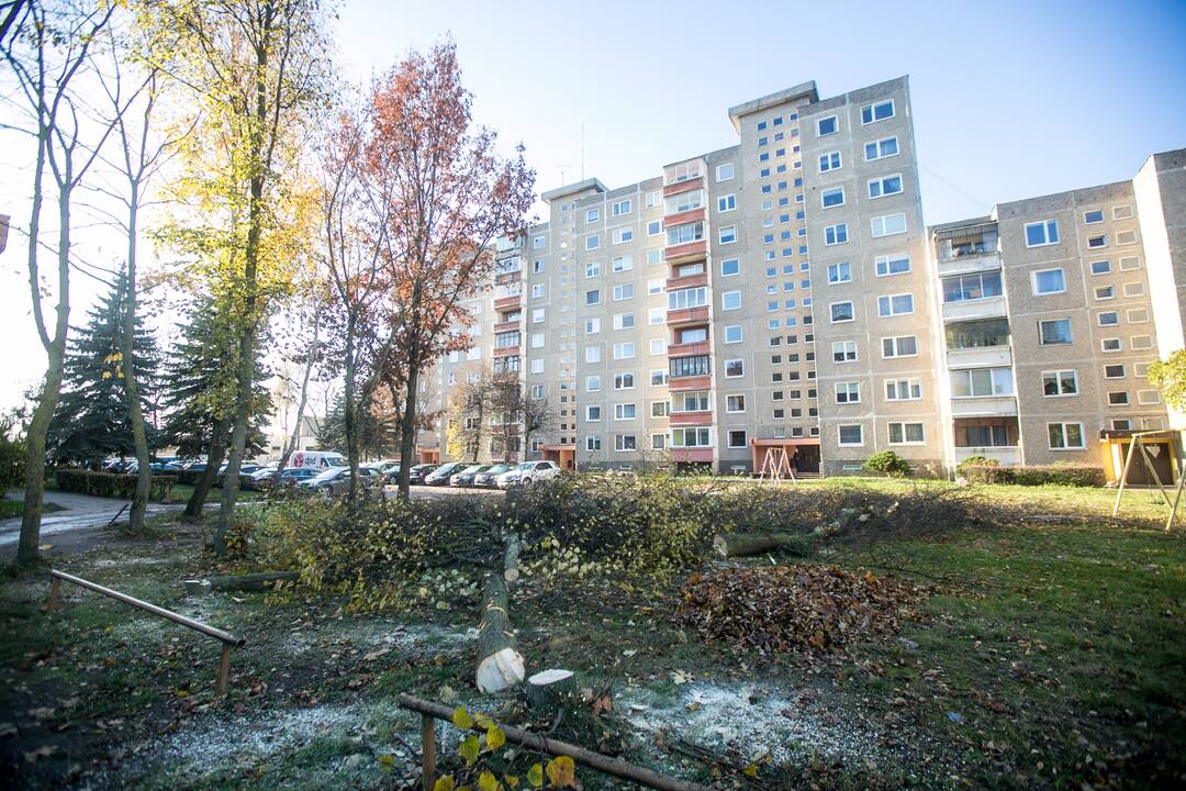 Neliko: išpjauta vienuolika beržų ir liepų, o bauda už tai gali siekti 4–5 tūkst. eurų.